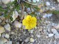 Fumana thymifolia
